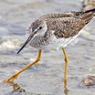 Lesser Yellowlegs